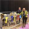 Alpacas are Show Winners