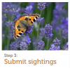 Butterfly Count at Longthorns farm